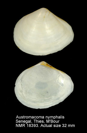 Austromacoma nymphalis.jpg - Austromacoma nymphalis(Lamarck,1818)